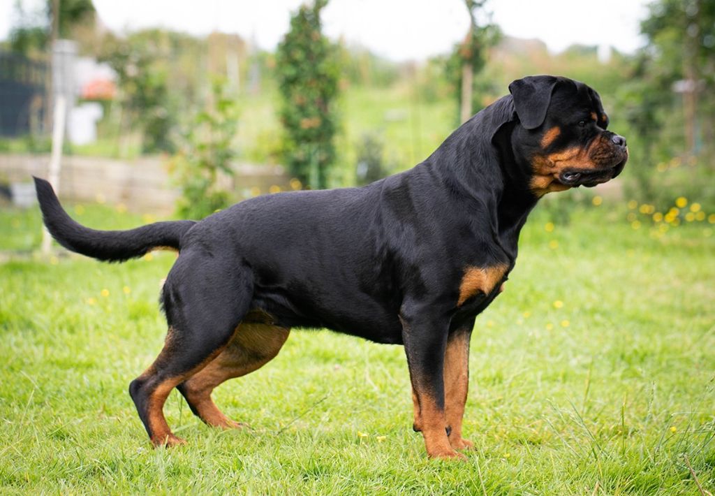 Les Rottweiler de l'affixe De la tour gelee