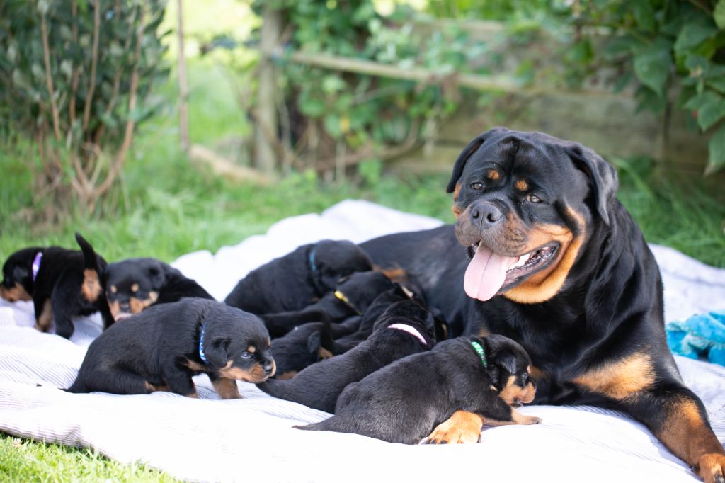 chiot Rottweiler De la tour gelee