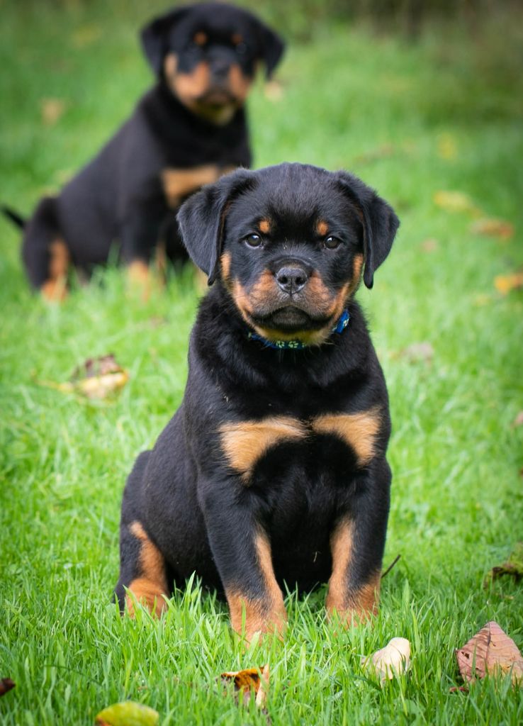 De la tour gelee - Chiot disponible  - Rottweiler