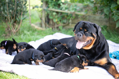 De la tour gelee - Rottweiler - Portée née le 12/07/2024