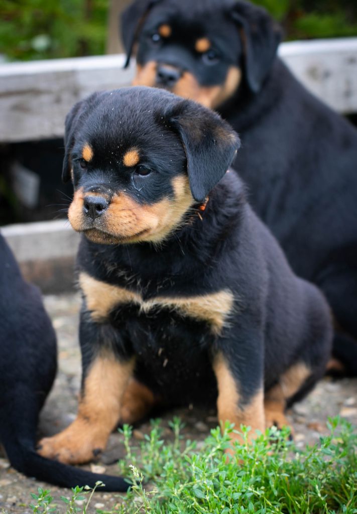 Velvet black De la tour gelee