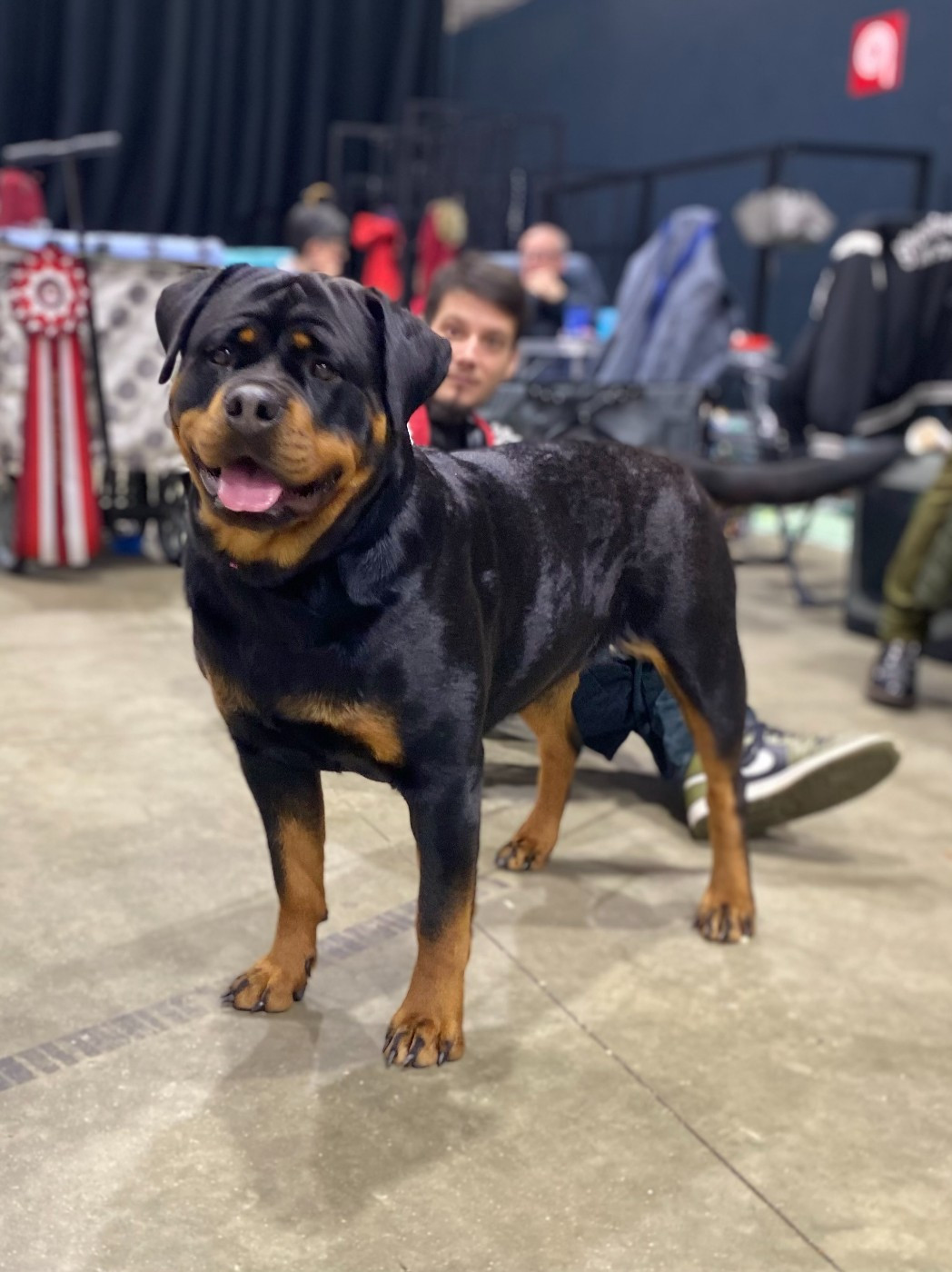 Legendarivs Canis Veni vidi vici