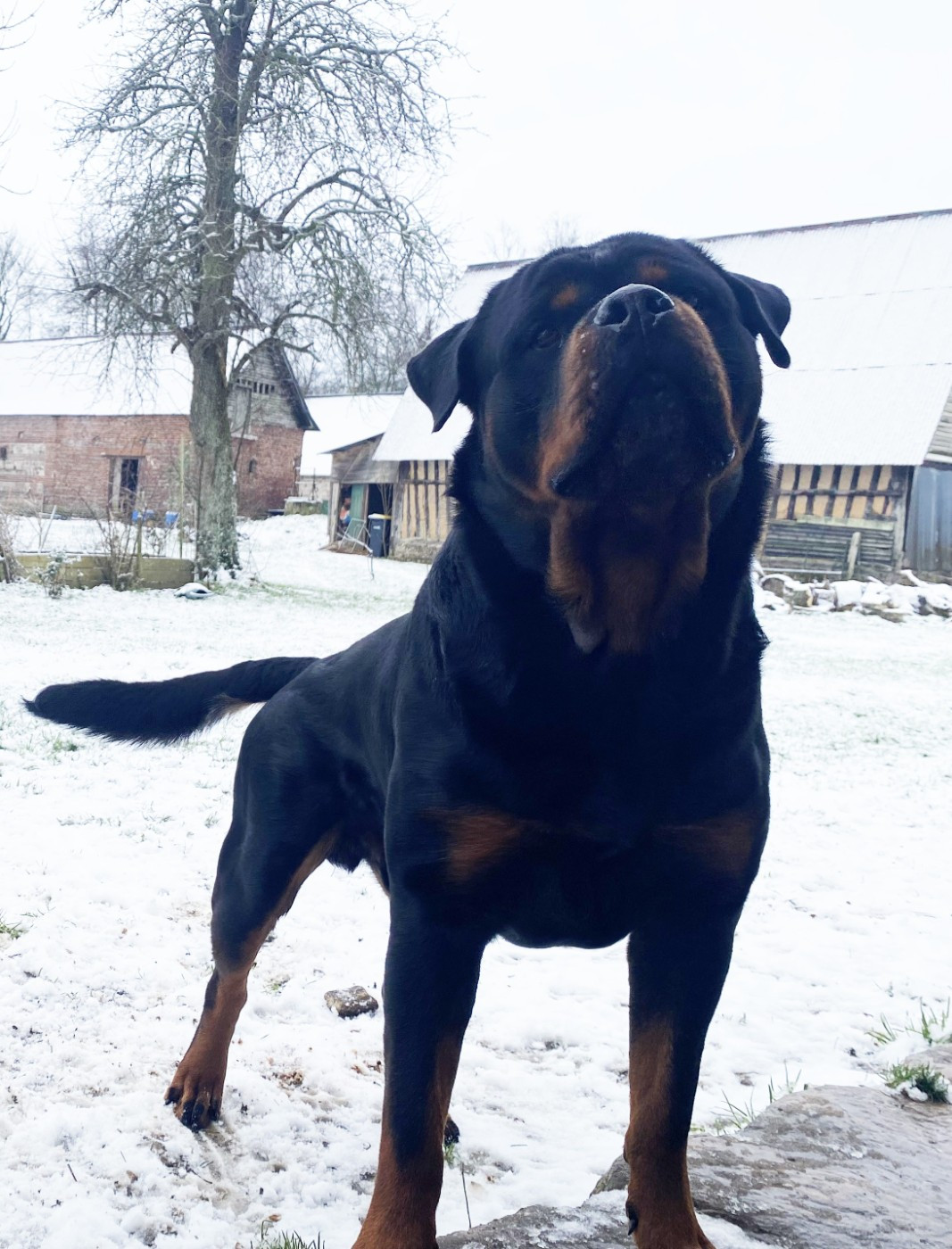 Vegeta Hirten Von Rottweil
