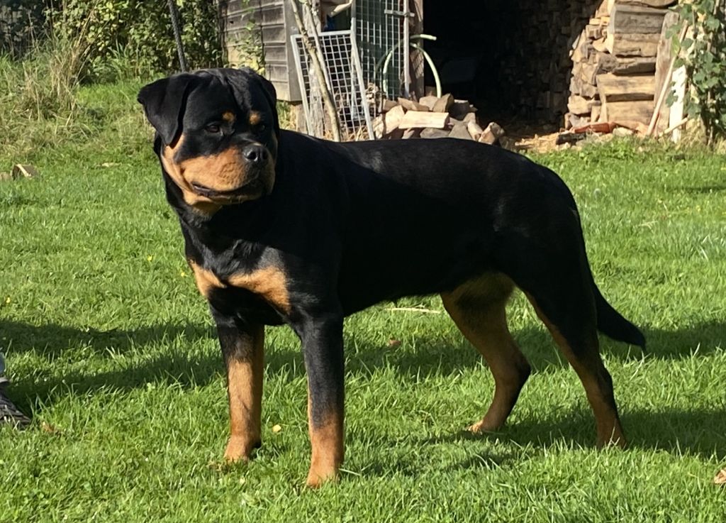 Velvet black De la tour gelee