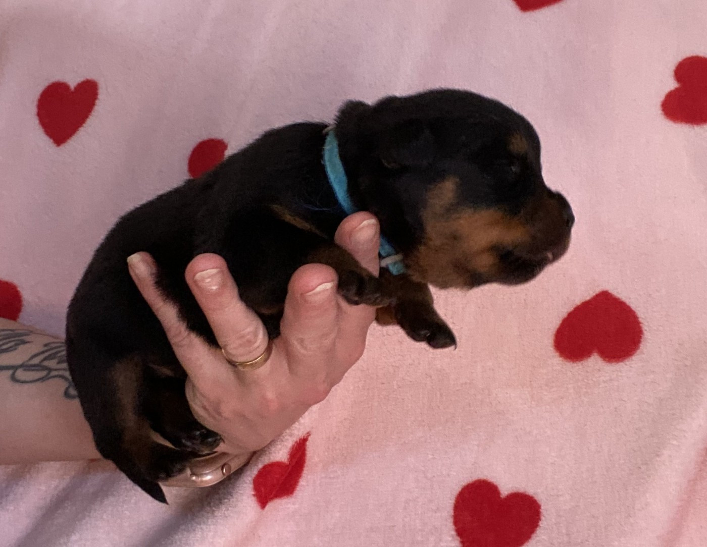 De la tour gelee - Chiots disponibles - Rottweiler