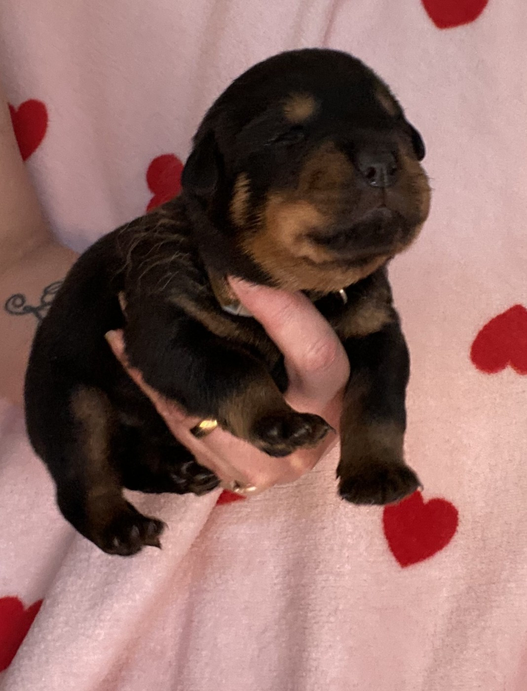 De la tour gelee - Chiots disponibles - Rottweiler