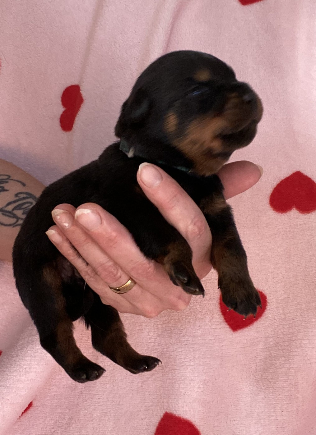 De la tour gelee - Chiots disponibles - Rottweiler