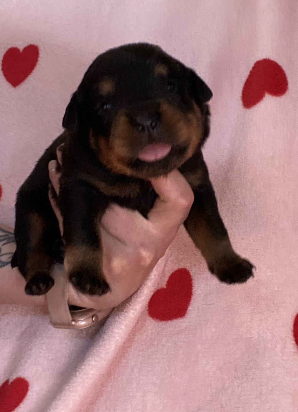 De la tour gelee - Chiots disponibles - Rottweiler