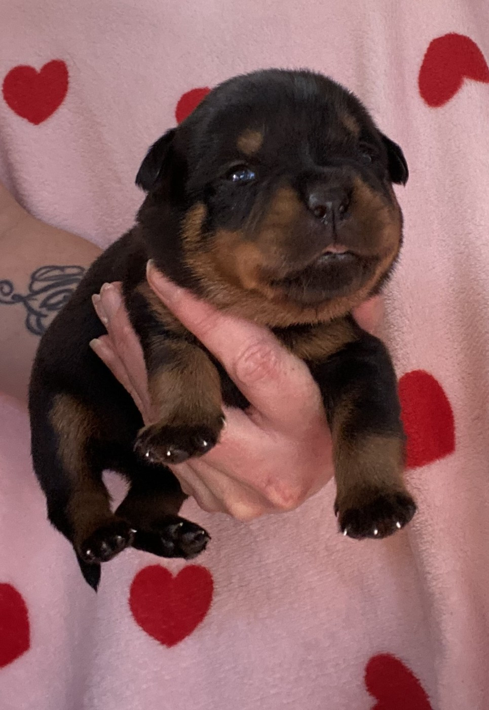De la tour gelee - Chiots disponibles - Rottweiler