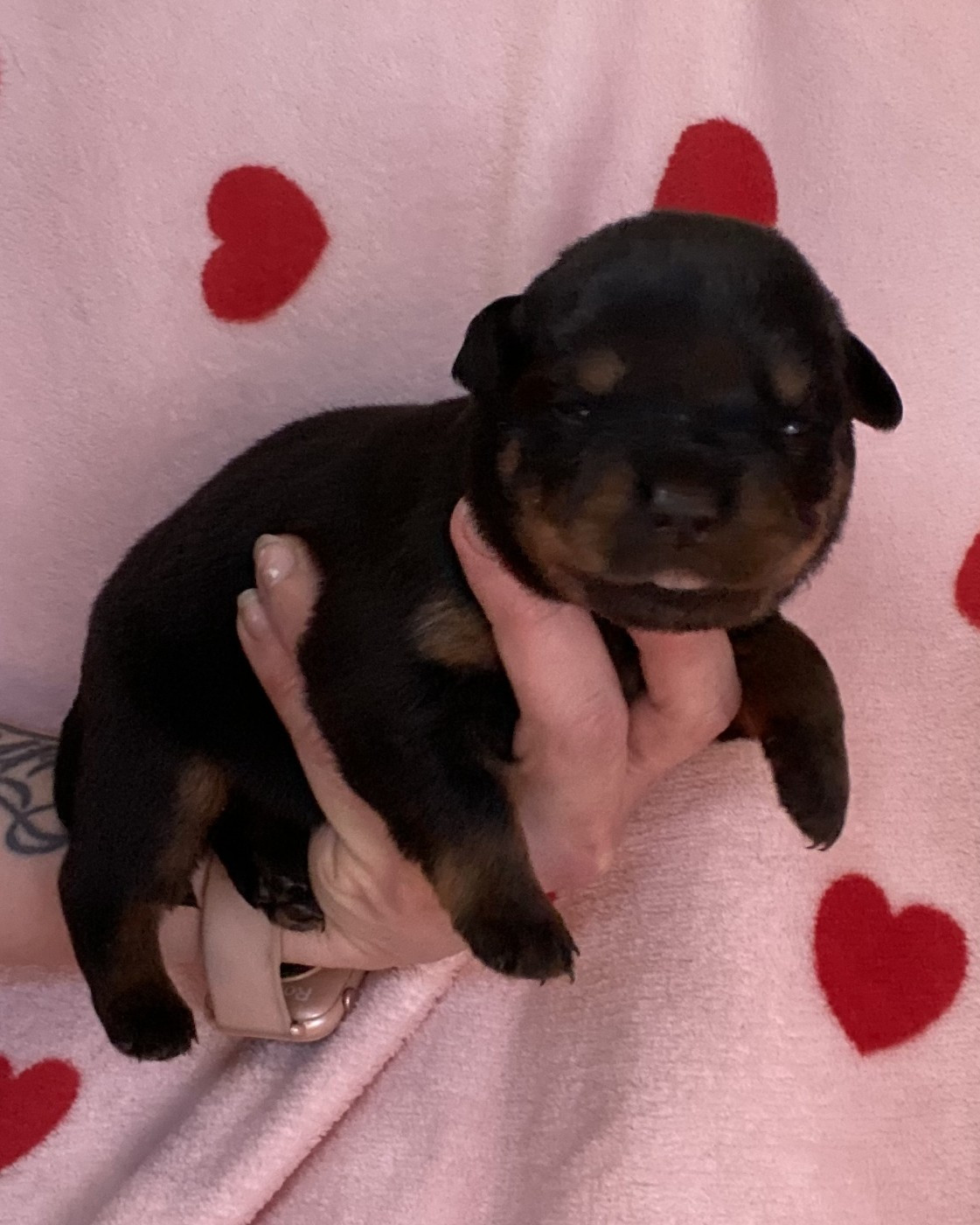 De la tour gelee - Chiots disponibles - Rottweiler