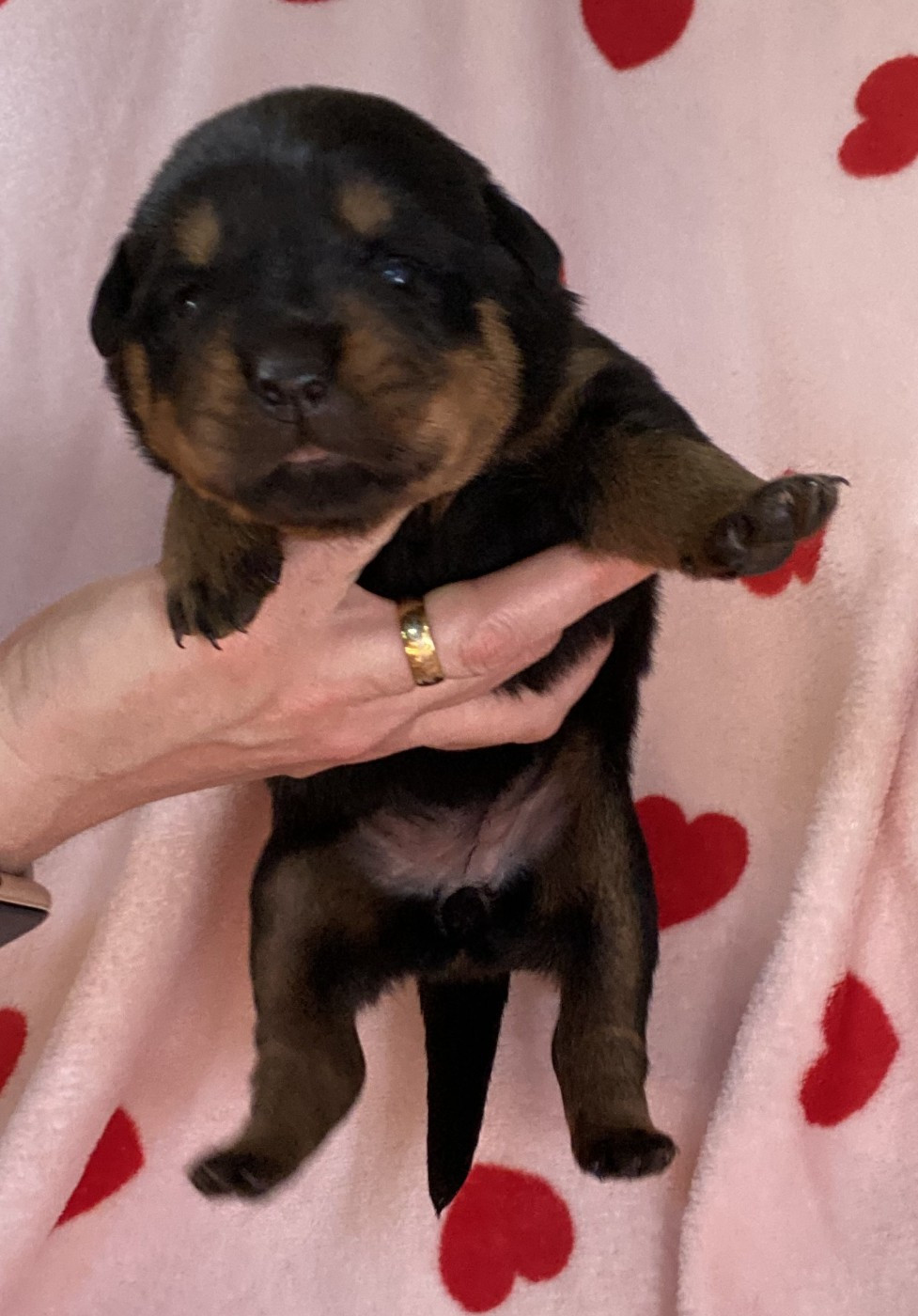 De la tour gelee - Chiots disponibles - Rottweiler