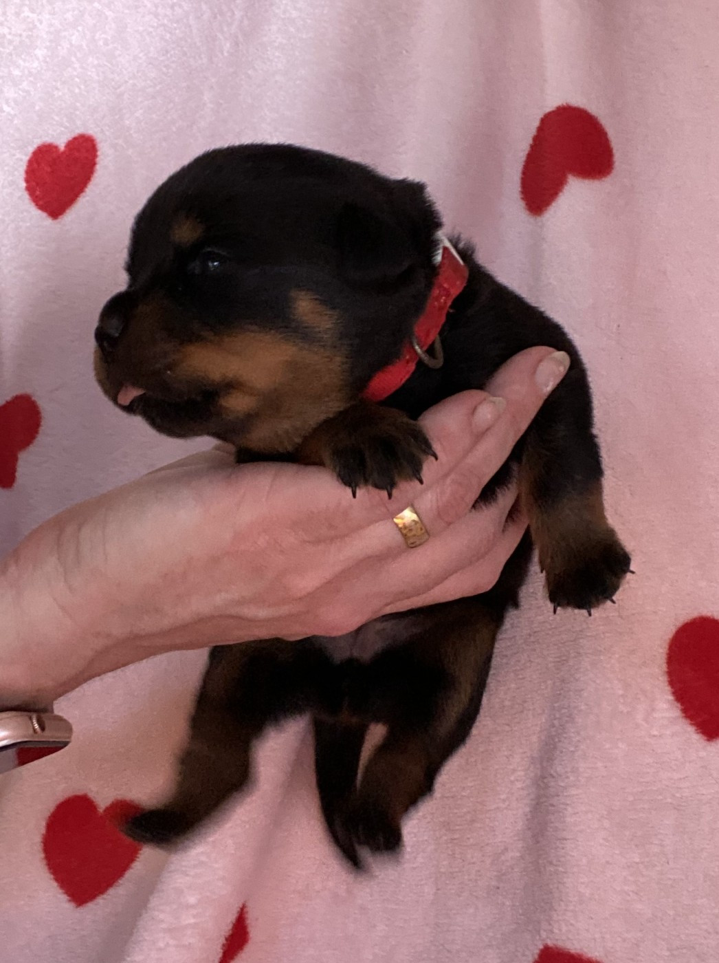 De la tour gelee - Chiots disponibles - Rottweiler