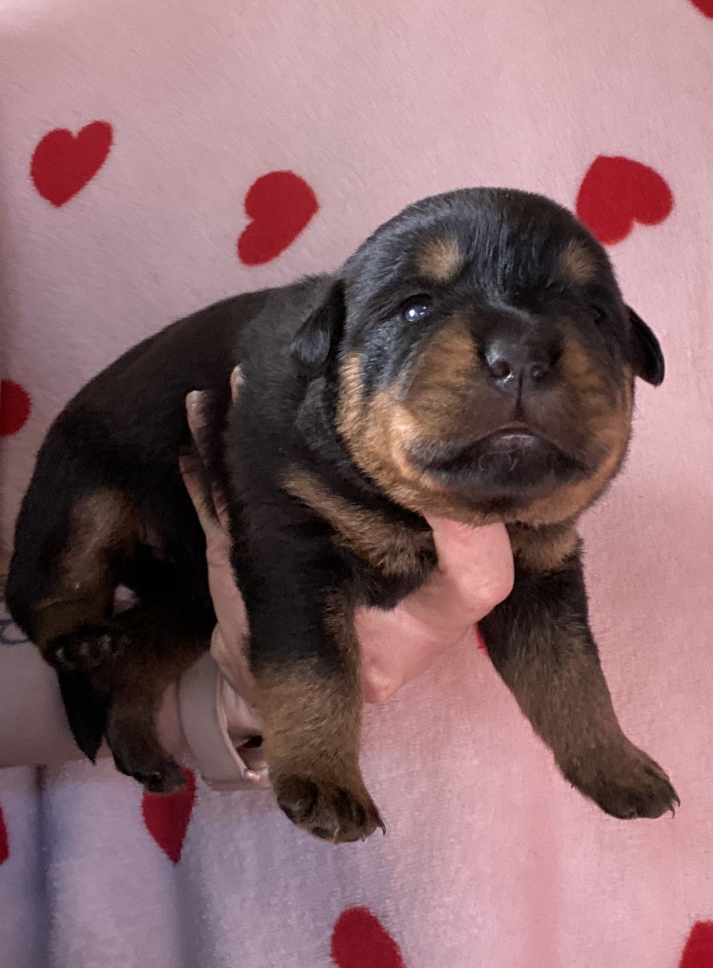 De la tour gelee - Chiots disponibles - Rottweiler