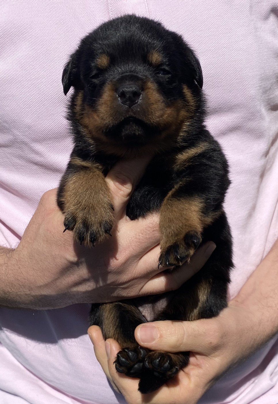 De la tour gelee - Chiots disponibles - Rottweiler