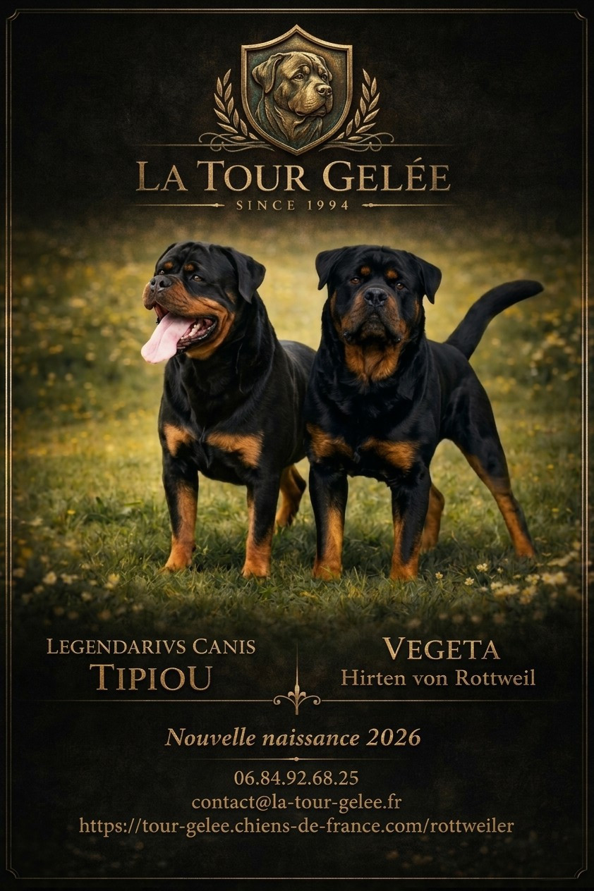 Chiot Rottweiler De la tour gelee