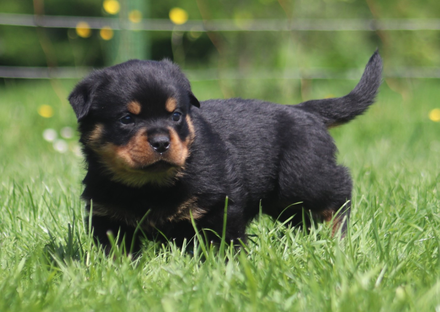 De la tour gelee - Chiots disponibles - Rottweiler