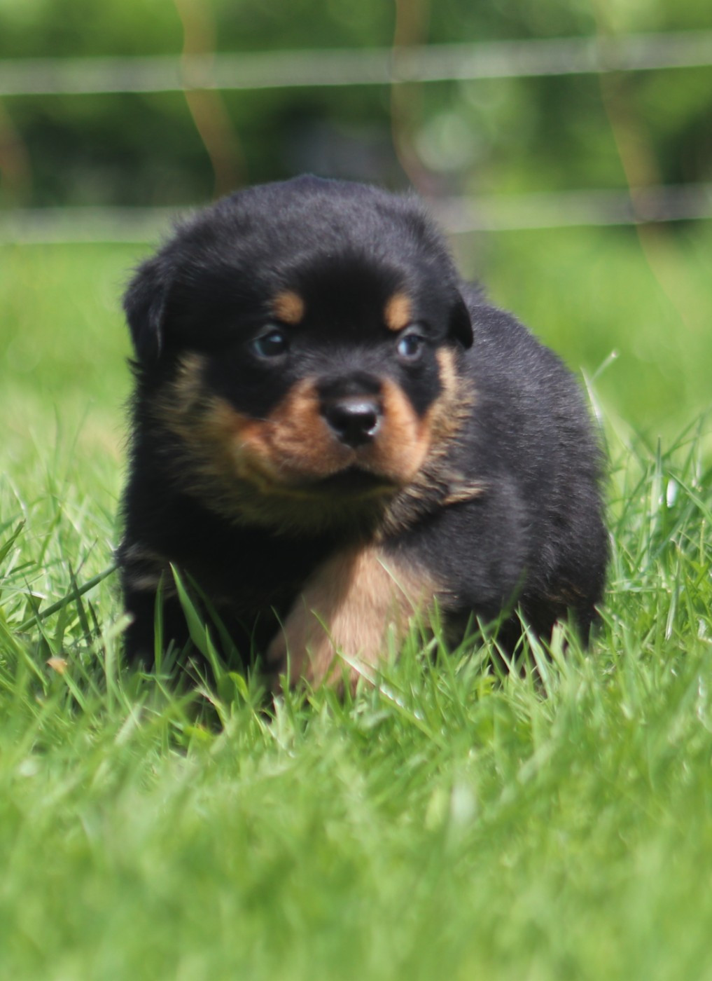 De la tour gelee - Chiots disponibles - Rottweiler