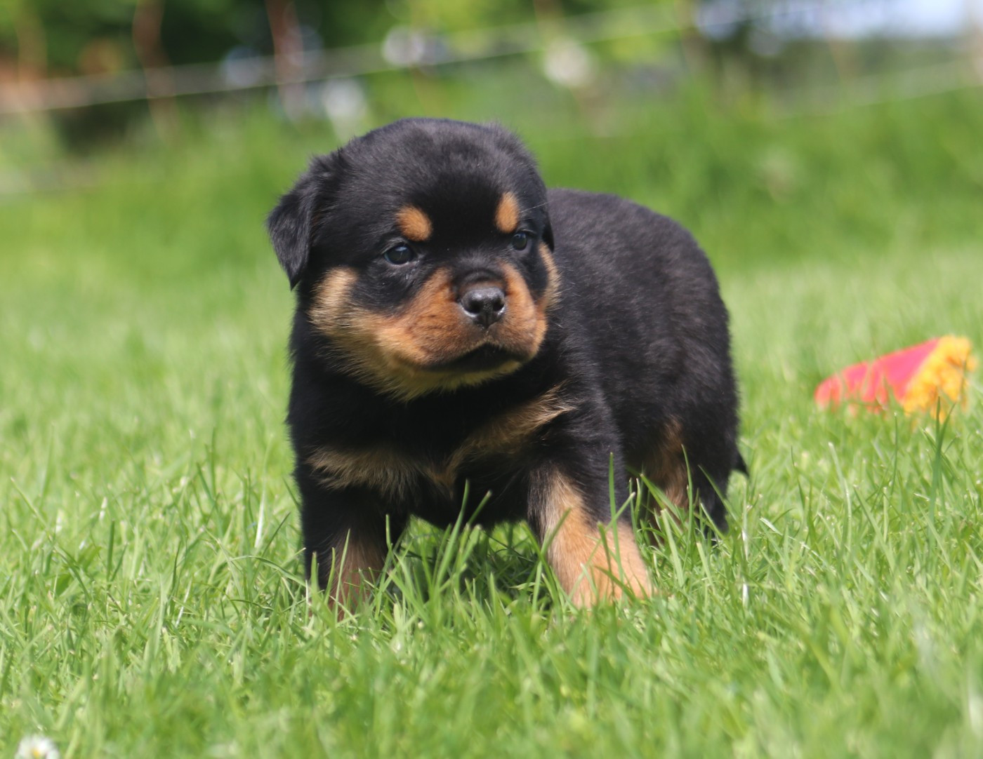 De la tour gelee - Chiots disponibles - Rottweiler