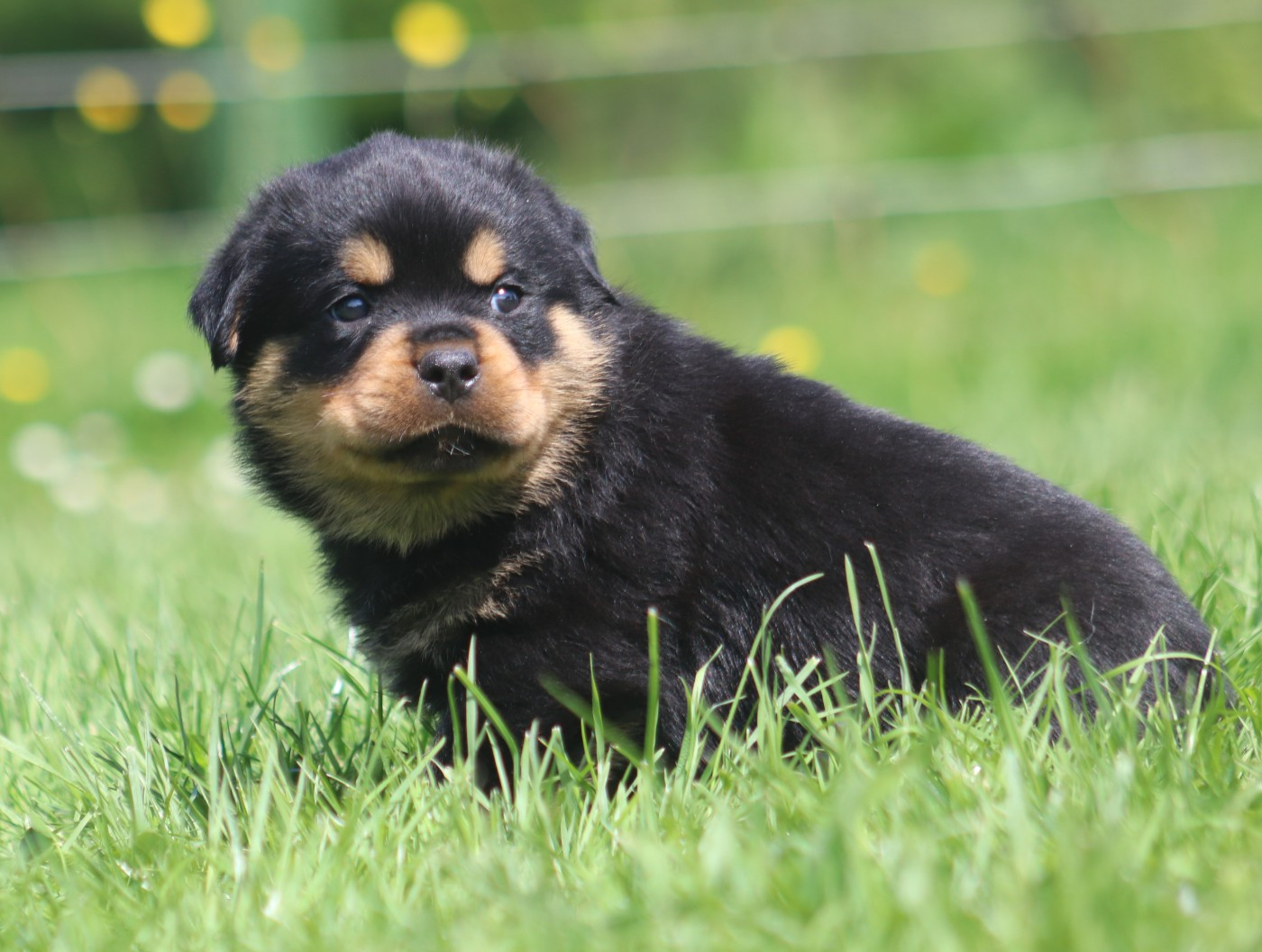De la tour gelee - Chiots disponibles - Rottweiler