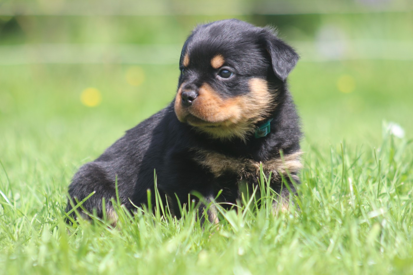 De la tour gelee - Chiots disponibles - Rottweiler