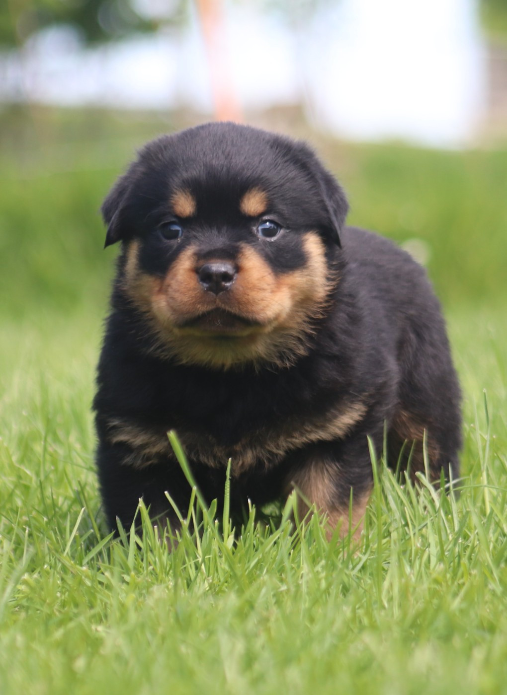 De la tour gelee - Chiots disponibles - Rottweiler