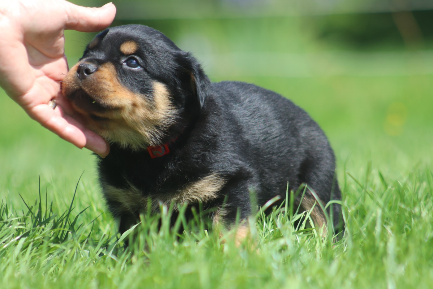 De la tour gelee - Chiots disponibles - Rottweiler