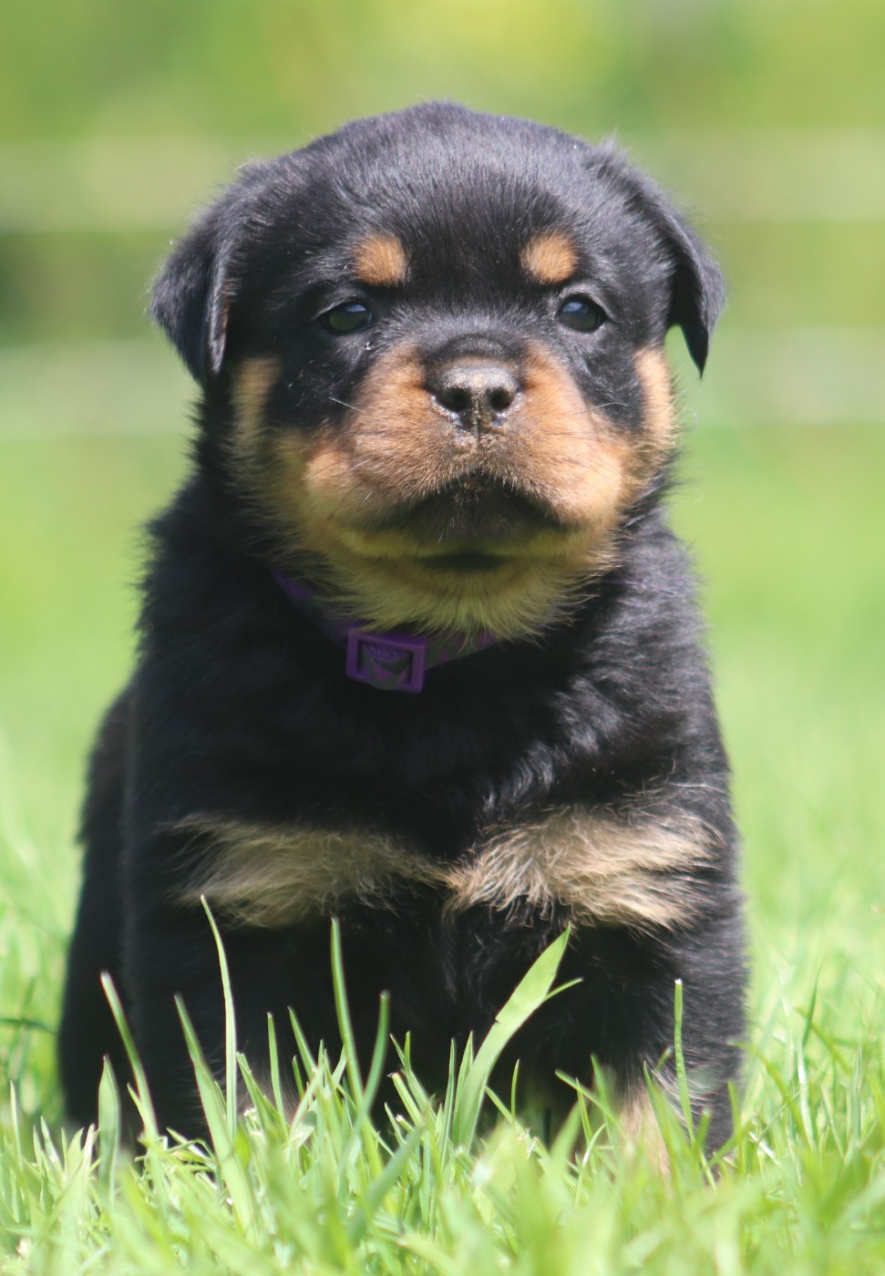 De la tour gelee - Chiots disponibles - Rottweiler