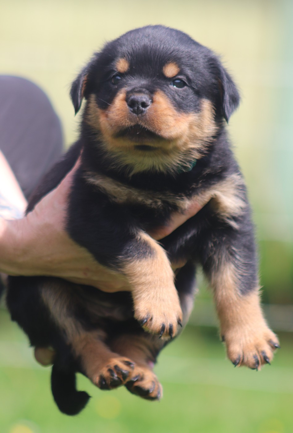 De la tour gelee - Chiots disponibles - Rottweiler