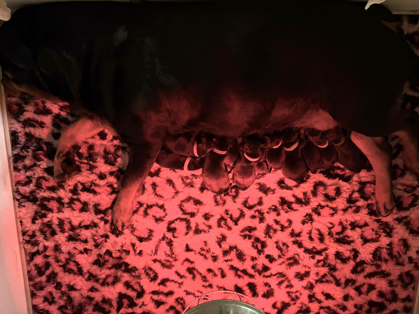 Chiot Rottweiler De la tour gelee