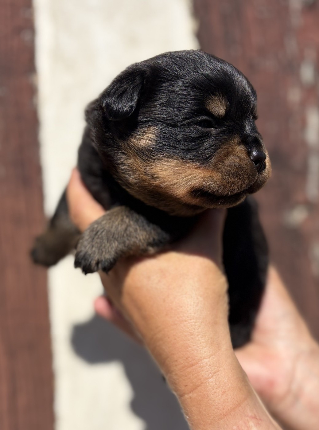 De la tour gelee - Chiots disponibles - Rottweiler