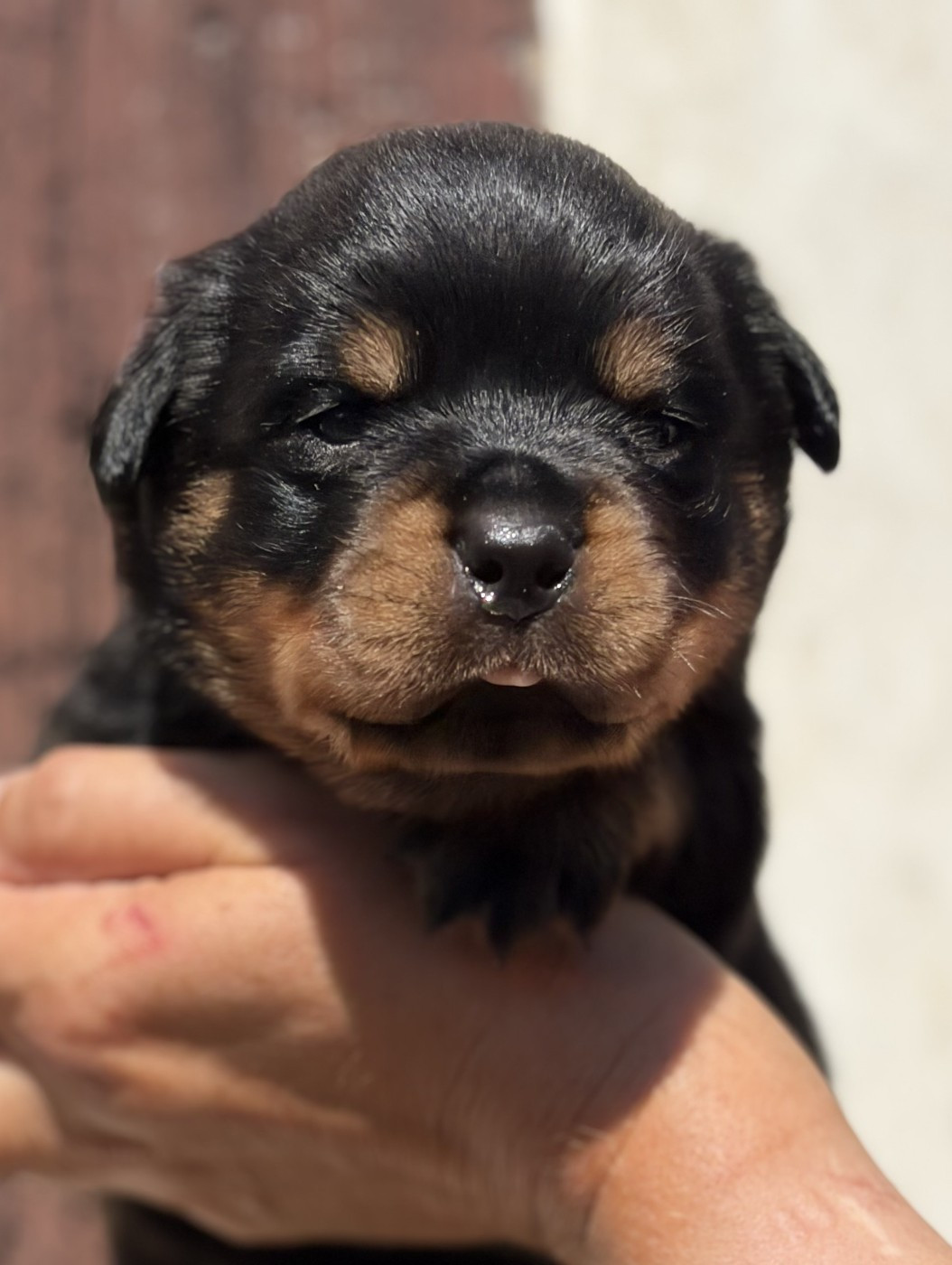 De la tour gelee - Chiots disponibles - Rottweiler