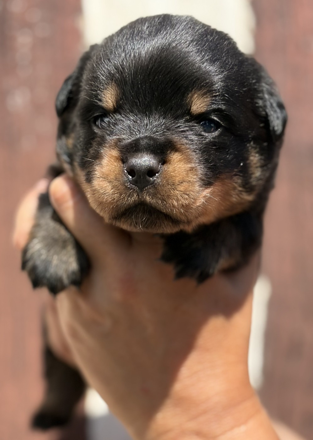De la tour gelee - Chiots disponibles - Rottweiler