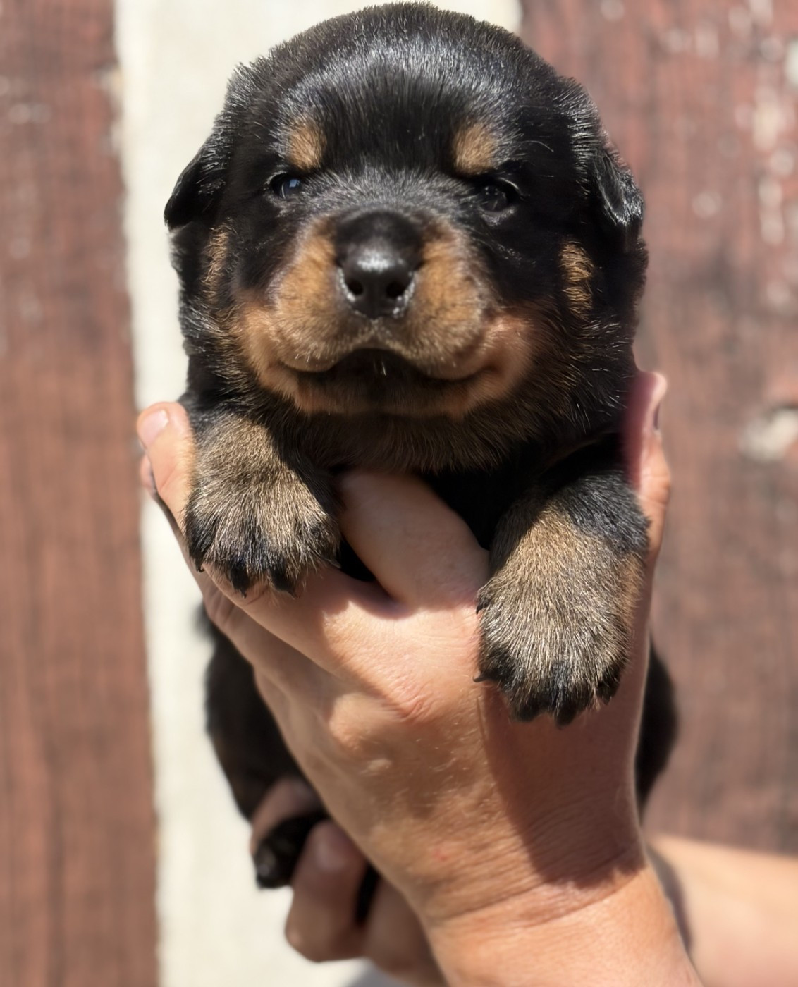De la tour gelee - Chiots disponibles - Rottweiler