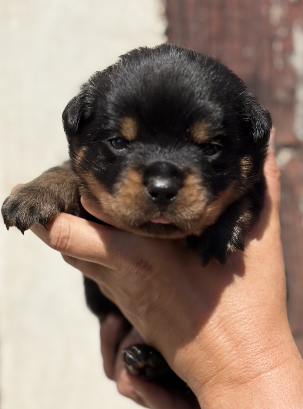 De la tour gelee - Chiots disponibles - Rottweiler