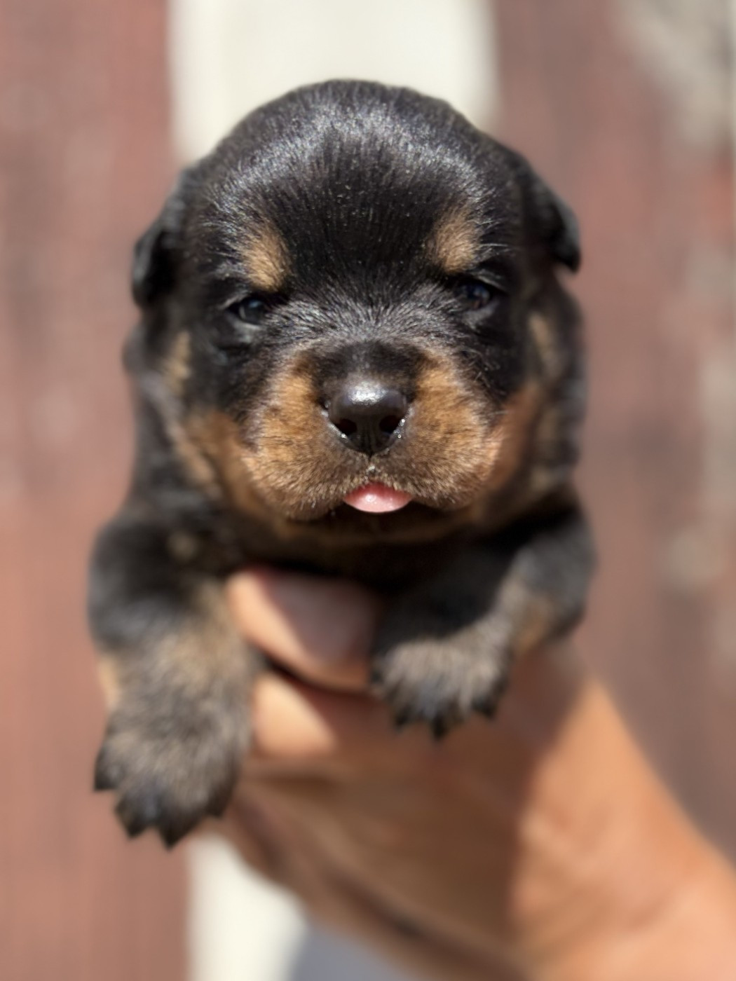 De la tour gelee - Chiots disponibles - Rottweiler