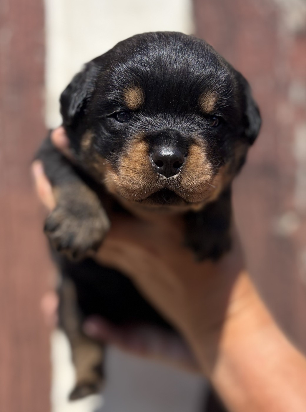 De la tour gelee - Chiots disponibles - Rottweiler