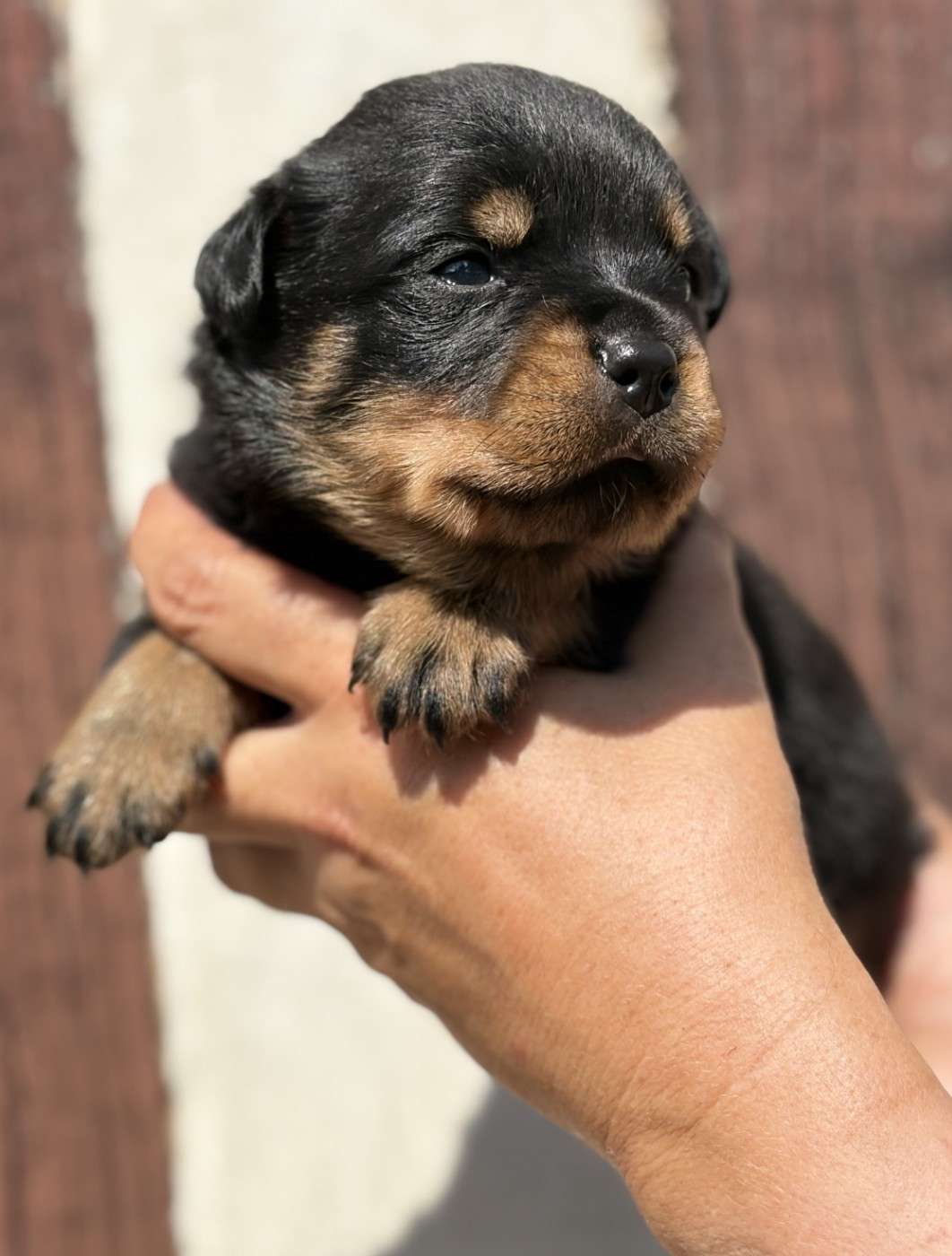 De la tour gelee - Chiots disponibles - Rottweiler