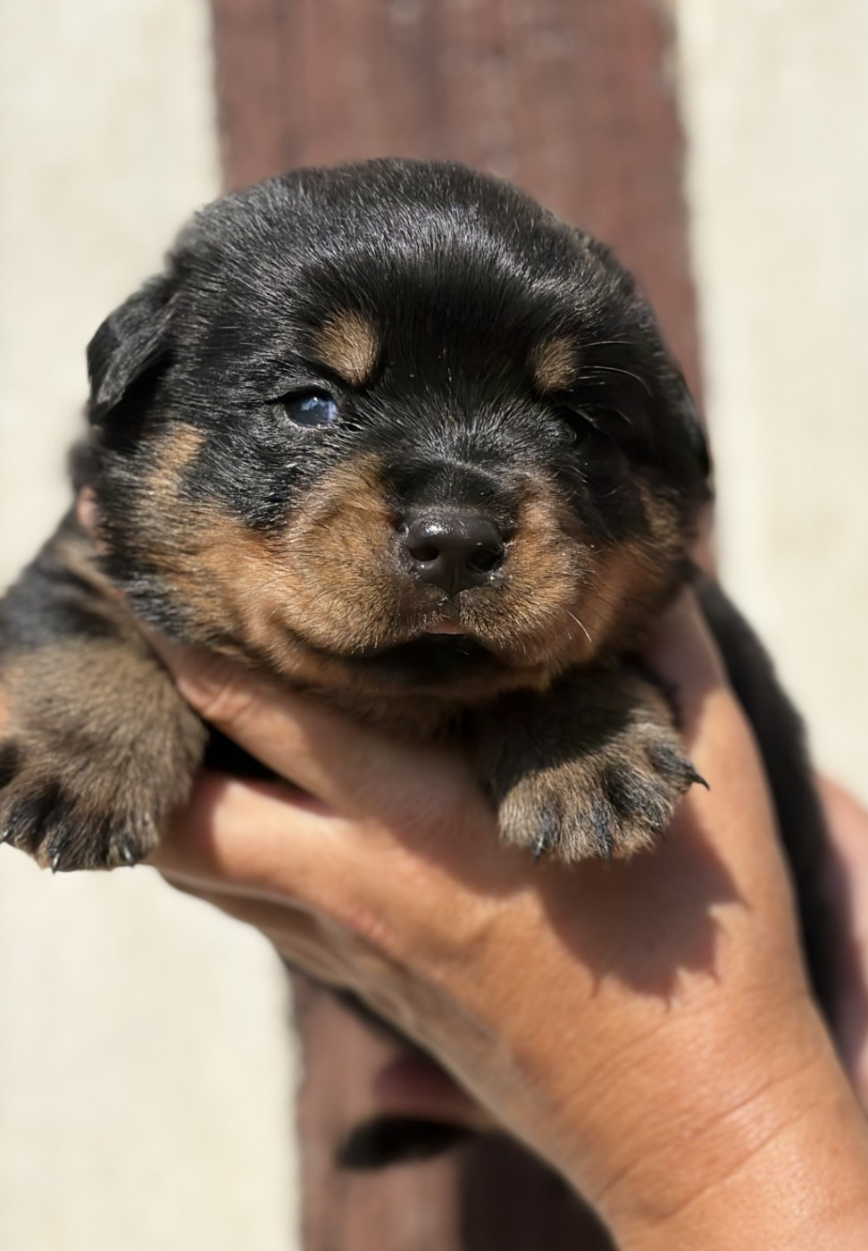 De la tour gelee - Chiots disponibles - Rottweiler