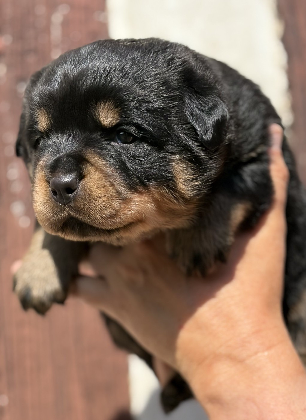 De la tour gelee - Chiots disponibles - Rottweiler