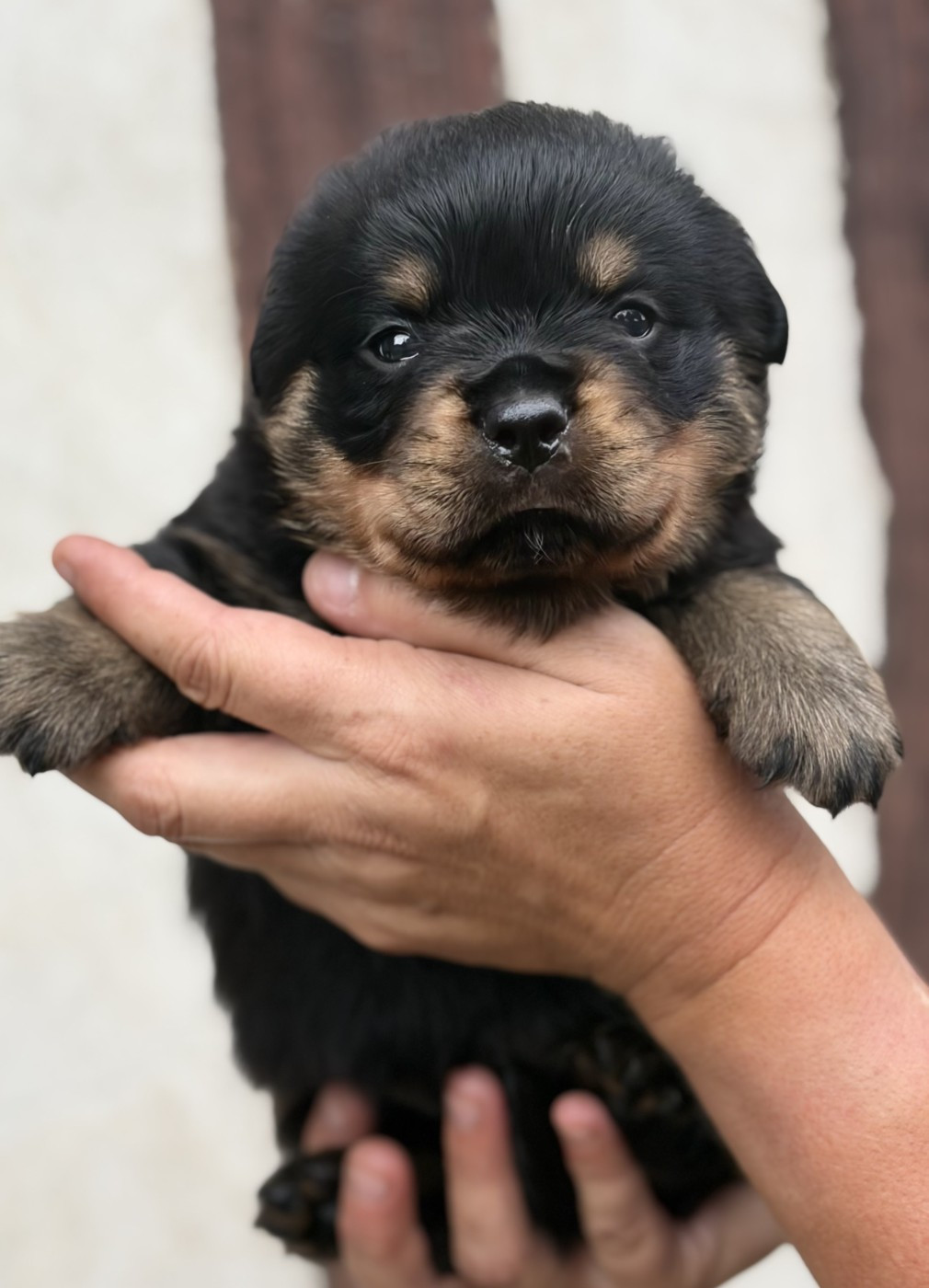 De la tour gelee - Chiots disponibles - Rottweiler