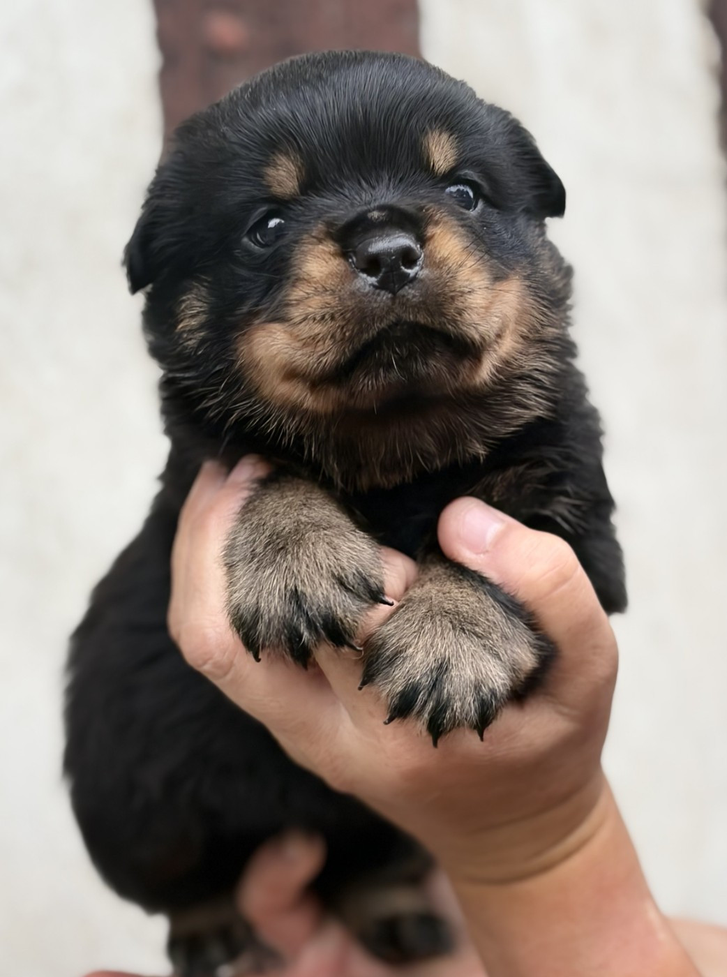 De la tour gelee - Chiots disponibles - Rottweiler
