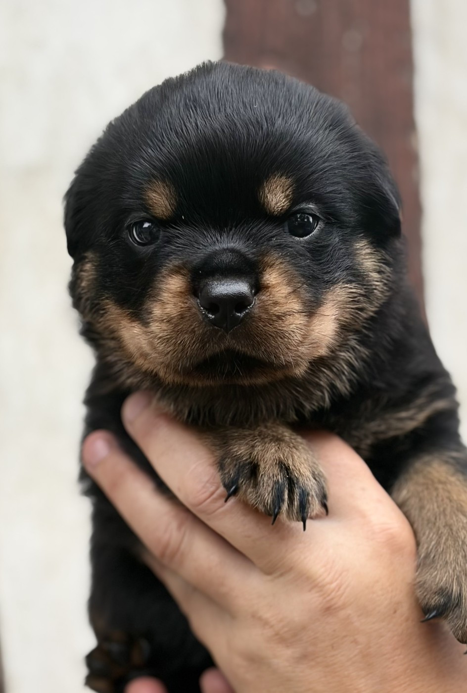 De la tour gelee - Chiots disponibles - Rottweiler