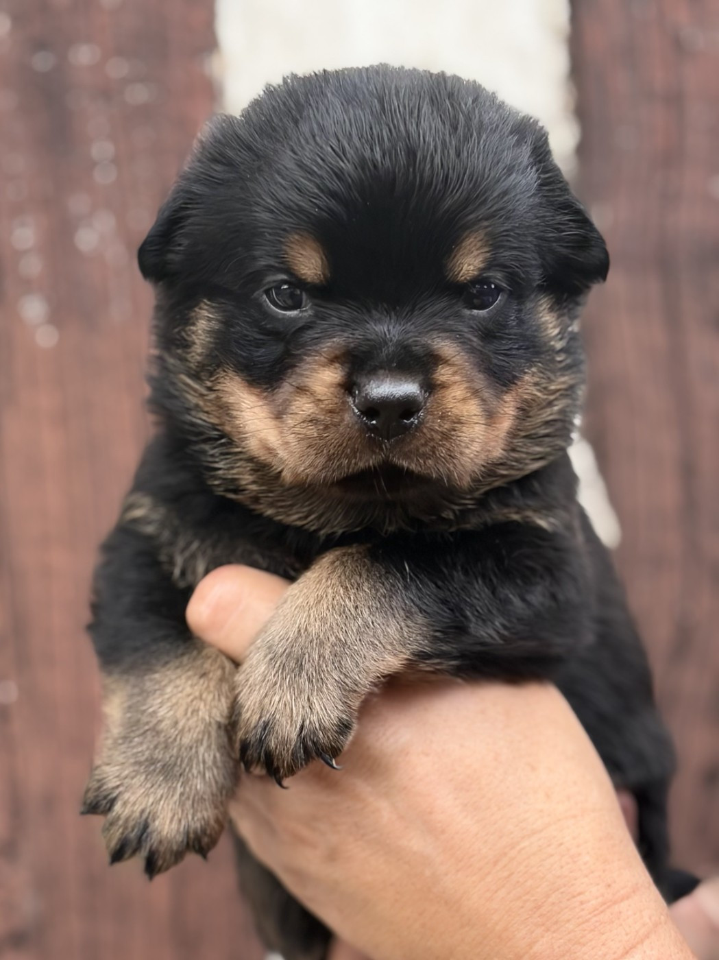 De la tour gelee - Chiots disponibles - Rottweiler
