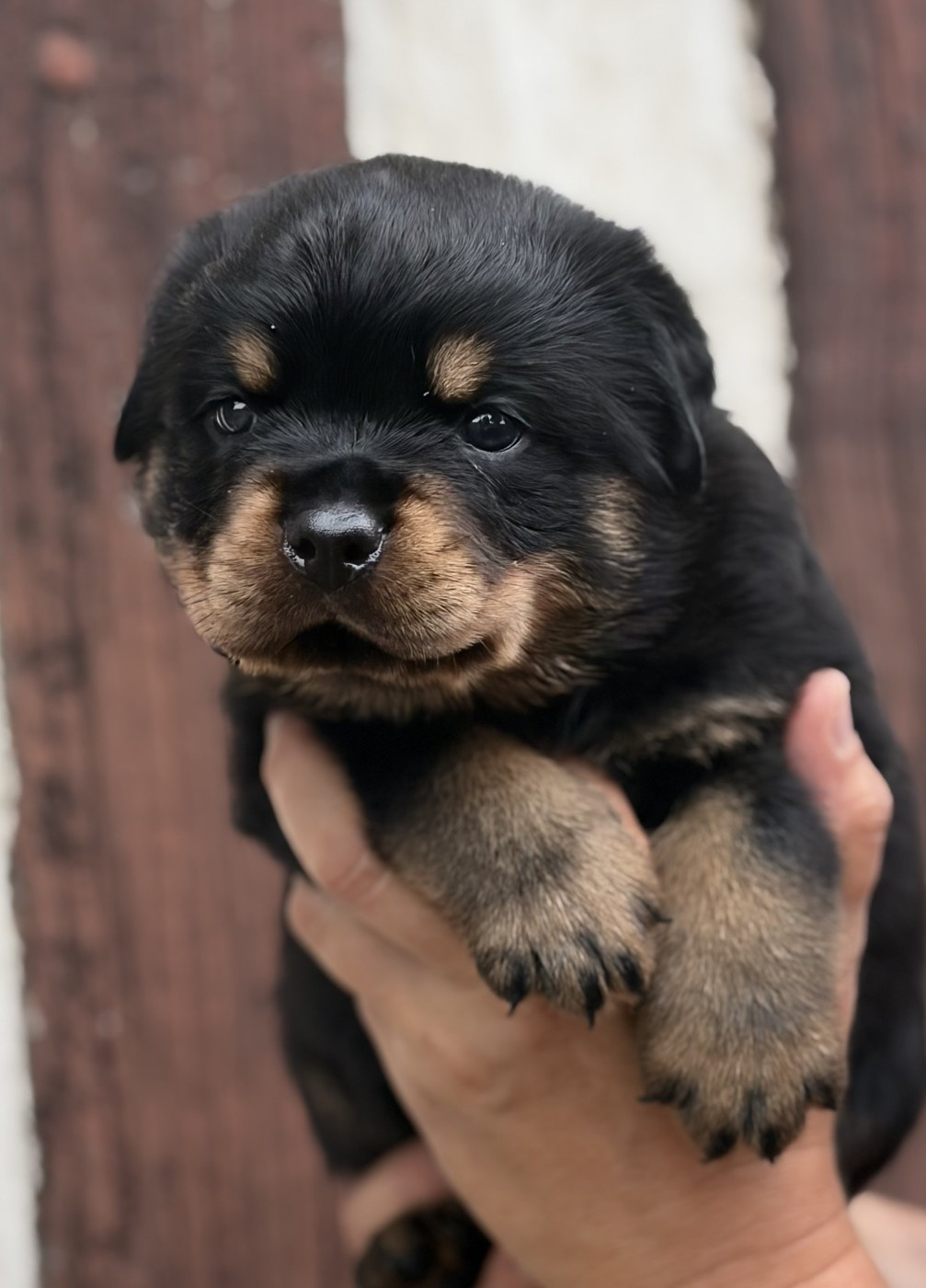 De la tour gelee - Chiots disponibles - Rottweiler