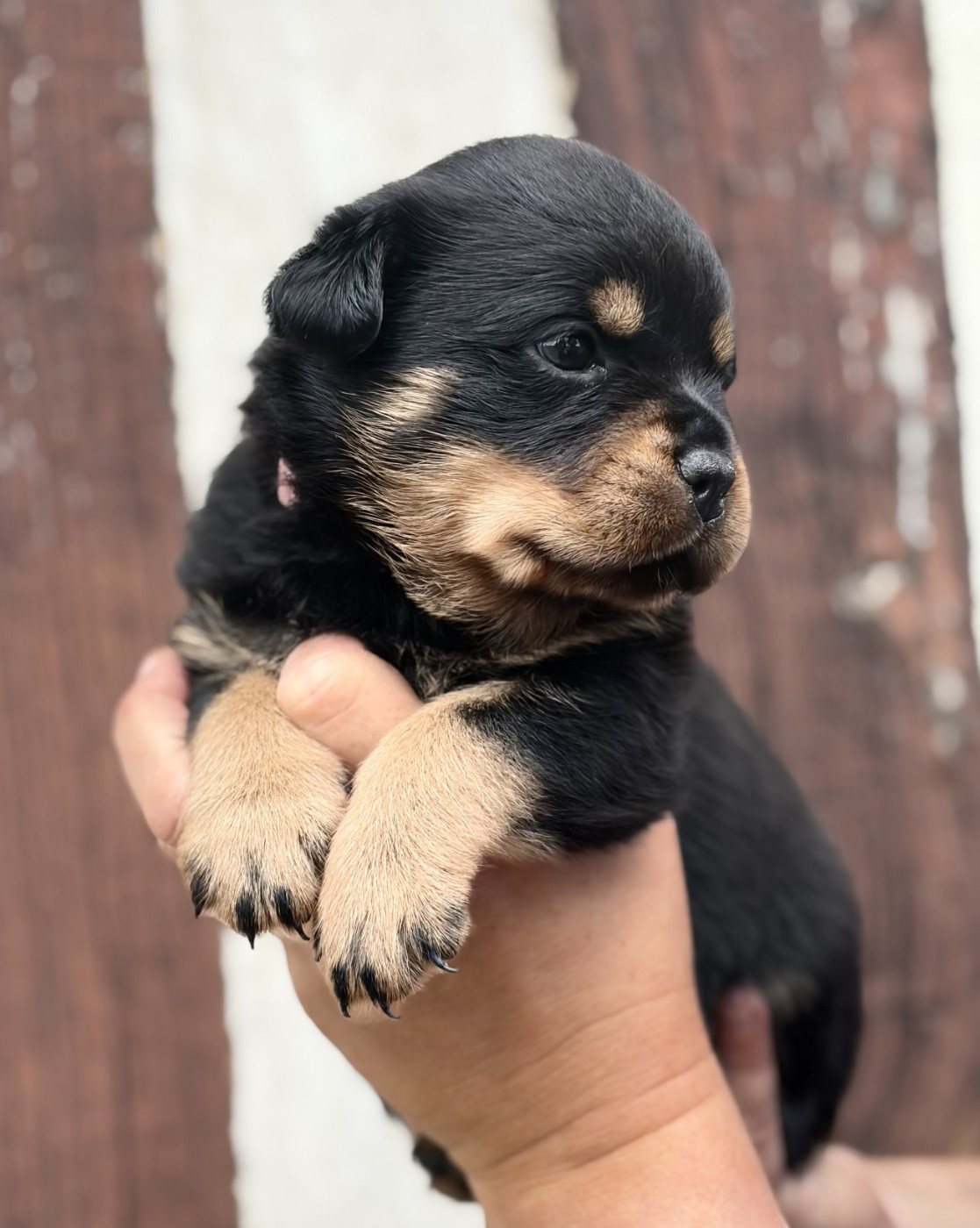 De la tour gelee - Chiots disponibles - Rottweiler
