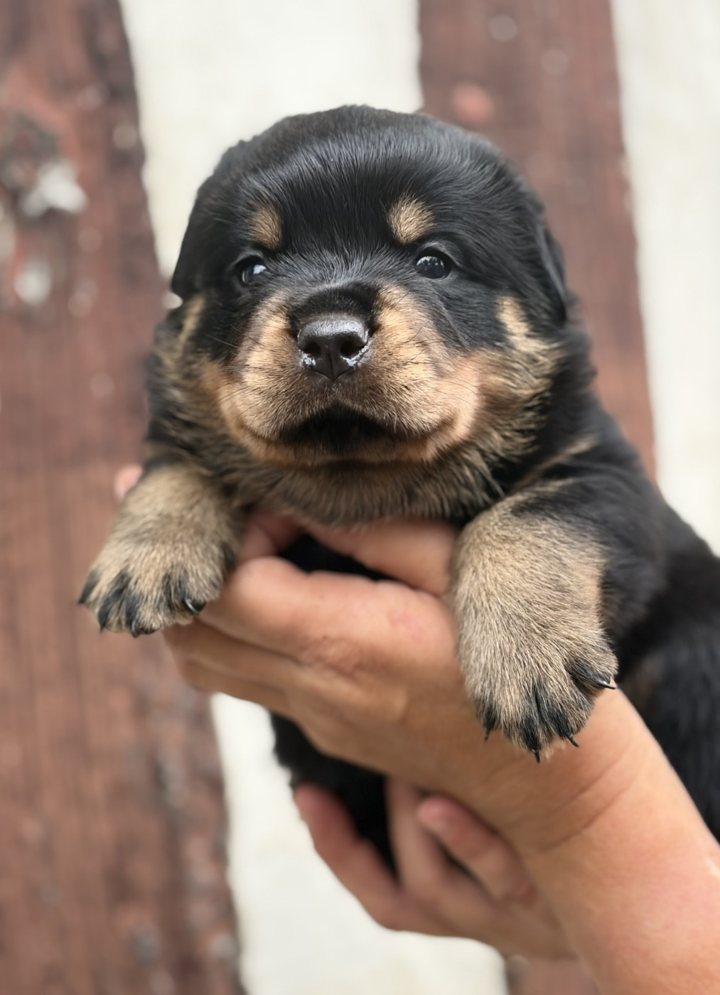 De la tour gelee - Chiots disponibles - Rottweiler