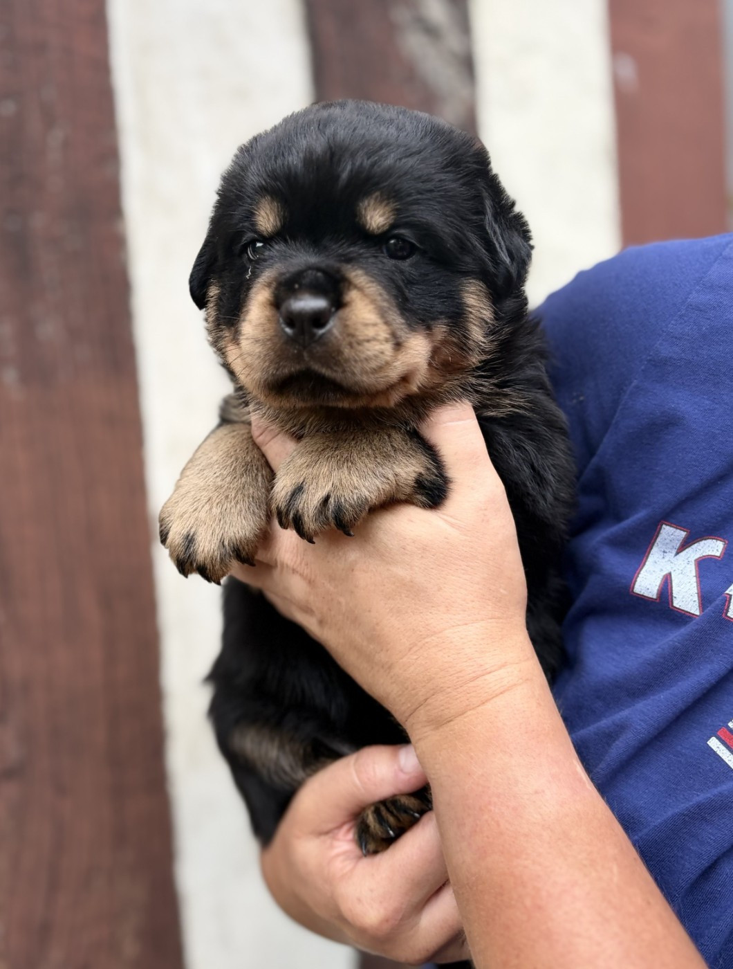 De la tour gelee - Chiots disponibles - Rottweiler