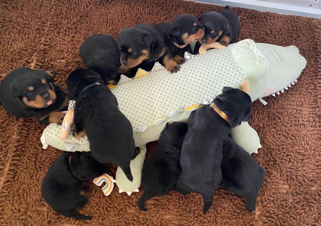 De la tour gelee - Chiots disponibles - Rottweiler