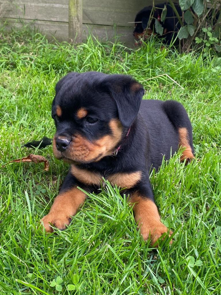 De la tour gelee - Chiots disponibles - Rottweiler
