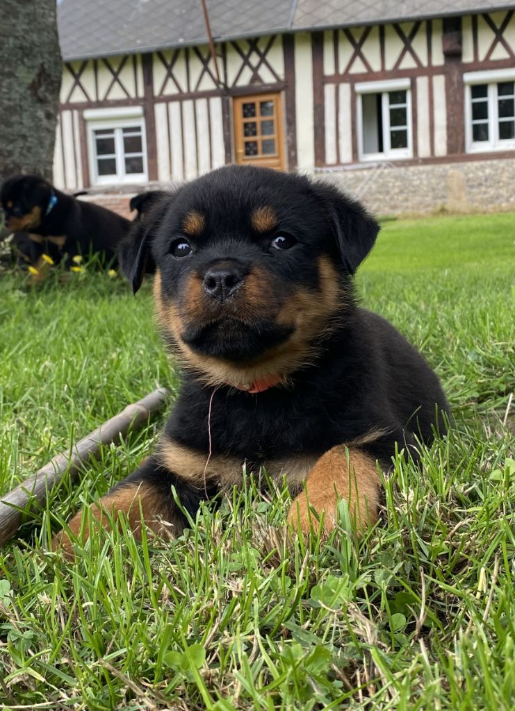De la tour gelee - Chiots disponibles - Rottweiler